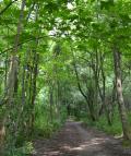 Waldweg im Auwald am Lech. Foto: Landschaftspflegeverband Augsburg