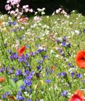 Blumenwiese, Insekten, Umweltschutz, Foto: Cynthia Matuszewski 