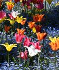 Der Botanische Garten Augsburg im Frühling - Tulpen und Vergissmeinnicht / Foto: Cynthia Matuszewski