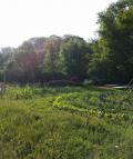 Nachbarschaftsgarten, Augsburg, Rechts der Wertach, Foto Tine Klink, Urban gardening