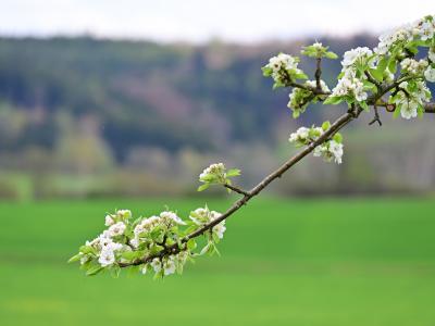 Blühender Zweig eines Obstbaumes, Foto: Cynthia Matuszewski