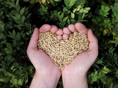 Körner in als Herz in einer Hand als Symbol für faire Preise in der Landwirtschaft