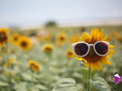 Sonneblume mit Sonnenbrille