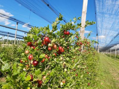 Biobeeren zur Selbstpflücke