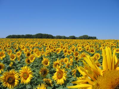 Ein Feld voller Sonnenblumen der Ölmühle Kappelbauer.