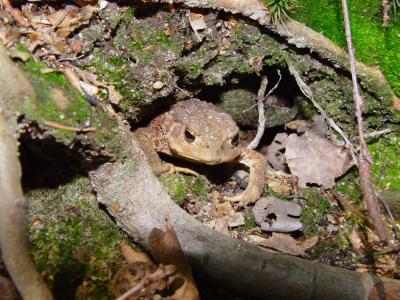 Foto von einer Erdkröte unter einer Baumwurzel. Die Erdkröte ist durch ihre braunen Farbtöne im Geäst gut getarnt.