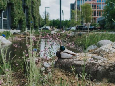 Foto von einer Stockente an einem Teich im TONI-Park