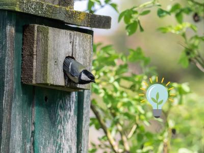 Das Bild zeigt eine Kohmeise, die aus dem Loch eines hölzernen Nistkastens schaut. Der Nistkasten in an einem Baum angebracht. Bild von Oliver Wittig, LBV.