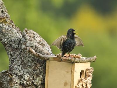 Das Bild zeigt einen jungen Star-Vogel, der auf dem Dach eines Nistkastens sitzt, seine Flügel ausbreitet und den Schnabel weit geöffnet hat. Bild von Rosl Roessner, LBV.
