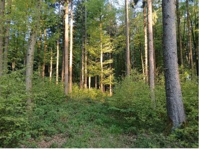 Buchennaturverjüngung unter Buchen-Fichtenbestand ©Max Greiter
