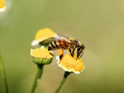 Wildbienen