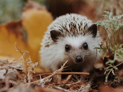 Ein Igel