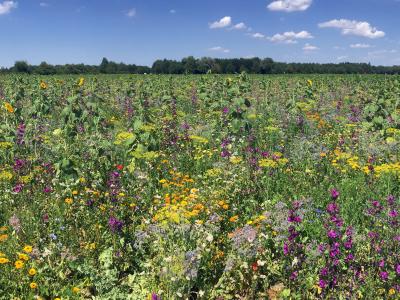 Die swa Augsburg kooperieren seit über 25 Jahren mit den Landwirten der Region. Die blühenden Sommerwiesen in Trinkwasser-Schutzgebieten sind ein Ergebnis dieser Zusammenarbeit. Foto: swa/Thomas Hosemann. 