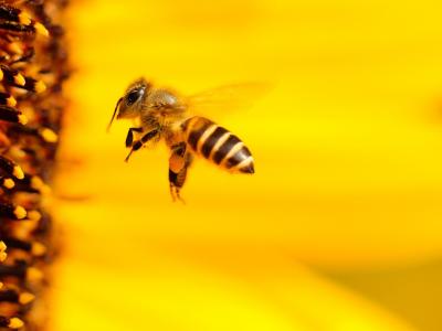 Biene, Foto: Hans Benn auf Pixabay