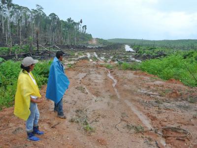 Für Palmöl-Plantagen werden in Peru großflächig Regenwälder gerodet 