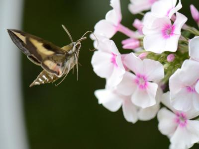 Foto: Arn Matuszewski, Biodiversität, Augsburg, Insekten,