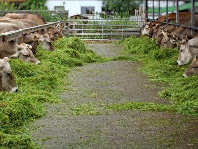 Kühe im Stall. Foto: Pixabay, Antranias