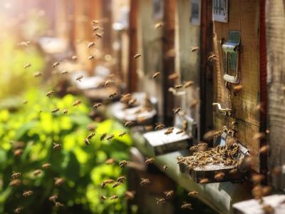 Bienen im Anflug auf ihren Bienenstock. Foto: fotolia_fotografiero