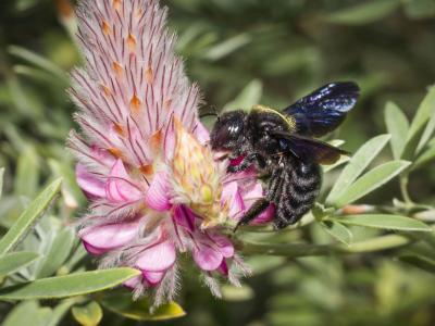Große Holzbiene, Foto Marcus Bosch, LBV-Archiv, Rettet die Bienen, 