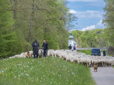 Wanderschäfer Christian Hartl beim Schafaufzug in sein Sommerweiderevier im Naturschutzgebiet „Stadtwald Augsburg“. Foto: Norbert Liesz