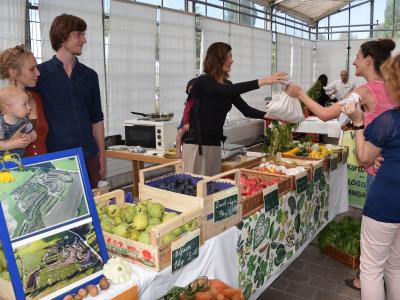 Krautkreise, Emersacker, Permakultur, Ökologische Landwirtschaft, alte Kartoffel, alte Kartoffelsorte, Tomaten, Gemüse, Foto: Cynthia Matuszewski, Emersacker, Augsburg,Regioanlvermarktertag