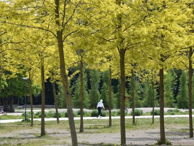 grüne Oase, kostenlos, Sheridan Park, Augsburg,Foto: Cynthia Matuszewski