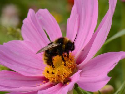 Biene, Foto: Arn Matuszewski, Biodiversität,