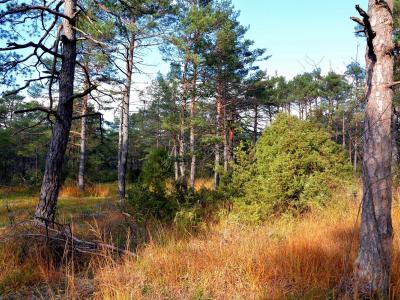 Kiefernwald in Augsburg.