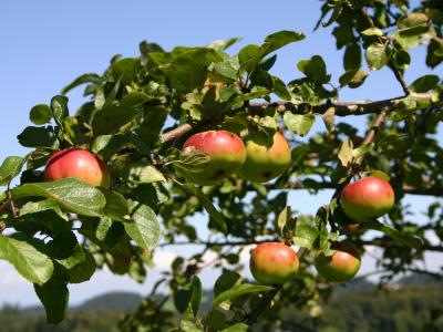 Streuobstwiesen liefern nicht nur die Ernte für leckeren Apfelsaft aus der Region, sondern erhalten und schützen auch bedrohte Ökosysteme. Foto: Marianne Wagner 