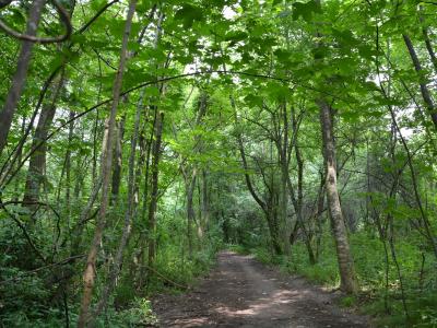 Waldweg im Auwald am Lech. Foto: Landschaftspflegeverband Augsburg