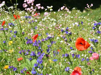 Blumenwiese, Insekten, Umweltschutz, Foto: Cynthia Matuszewski 