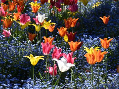 Der Botanische Garten Augsburg im Frühling - Tulpen und Vergissmeinnicht / Foto: Cynthia Matuszewski