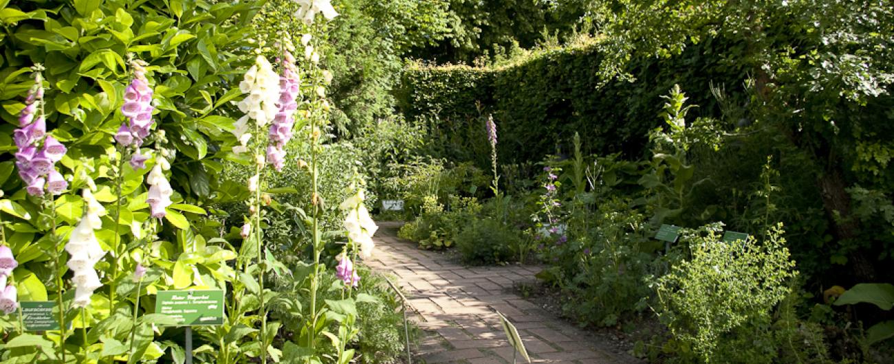 Apothekergarten im Botanischen Garten Augsburg