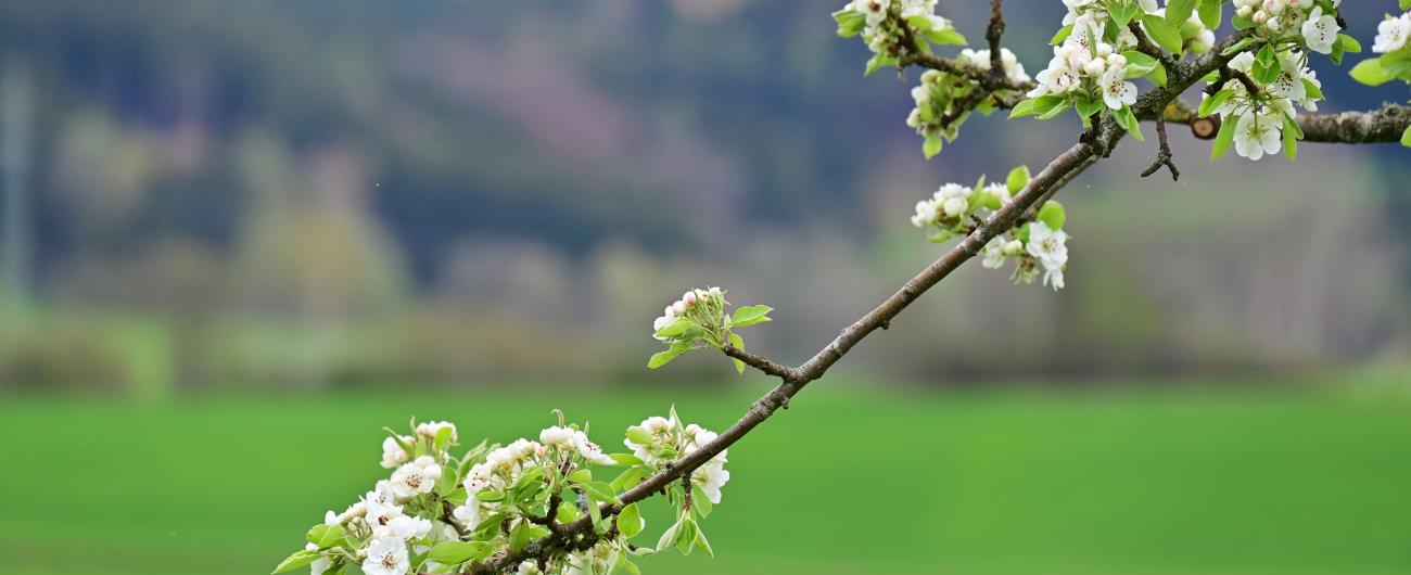 Blühender Zweig eines Obstbaumes, Foto: Cynthia Matuszewski