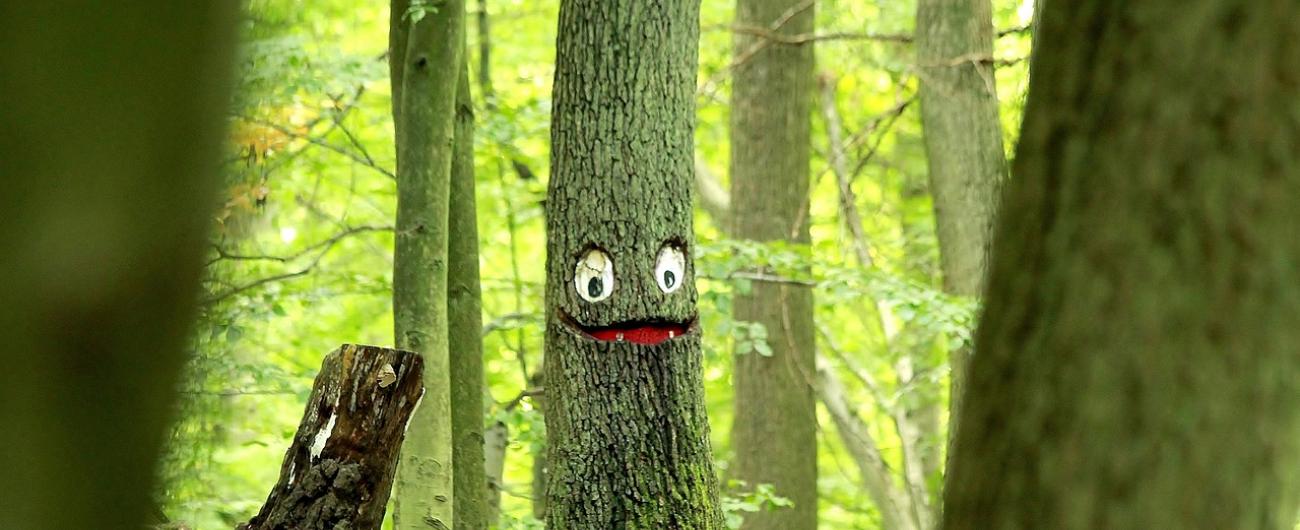 Gesicht im Wald, Bild von Harald Landsrath auf Pixabay