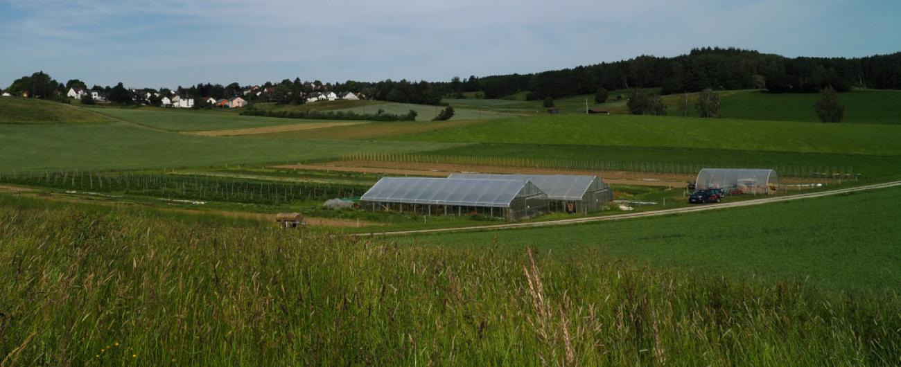 Anbau der Bio Beeren auf dem Lützelhof 