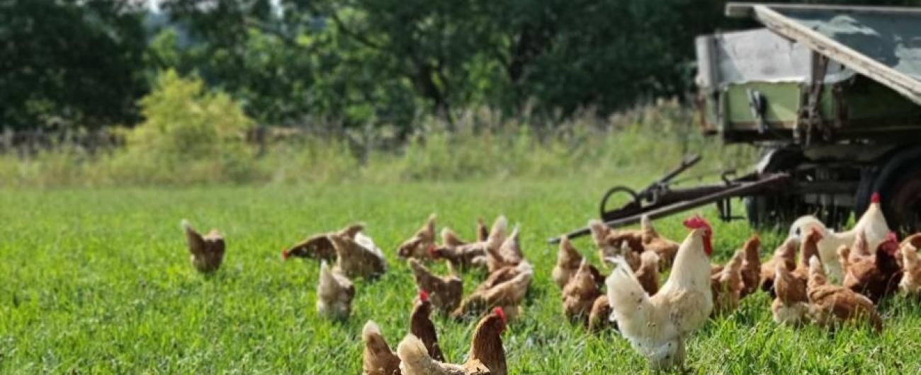 Hühner des Bioland-Hof Kastner auf der Wiese