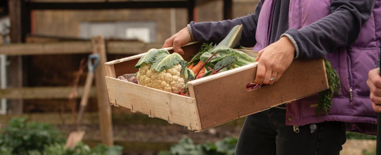 Kiste mit Gemüse auf dem Bauernhof