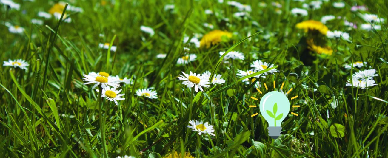 Eine Blumenwiese im Frühling mit Löwenzahn und Gänseblümchen. Foto Katrin Jacob