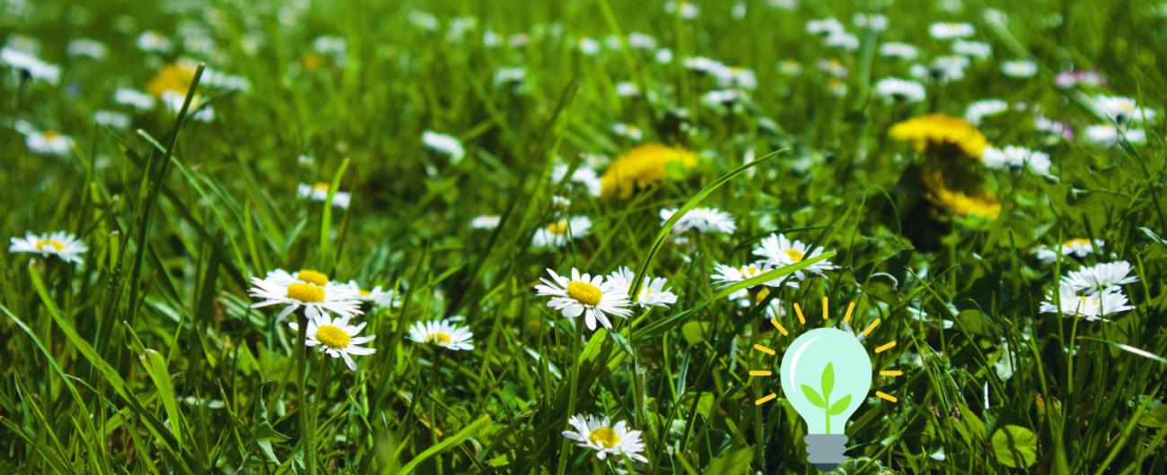 Eine Blumenwiese im Frühling mit Löwenzahn und Gänseblümchen. Foto Katrin Jacob