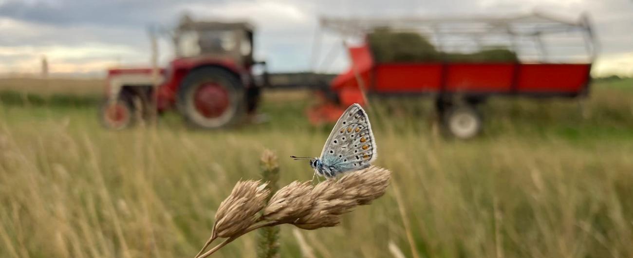 Traktor auf einem Weizenfeld mit Schmetterling.