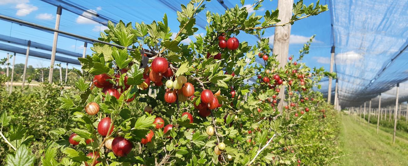 Biobeeren zur Selbstpflücke