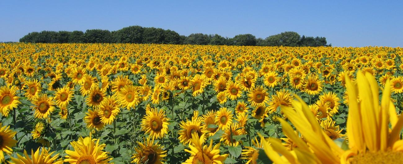 Ein Feld voller Sonnenblumen der Ölmühle Kappelbauer.
