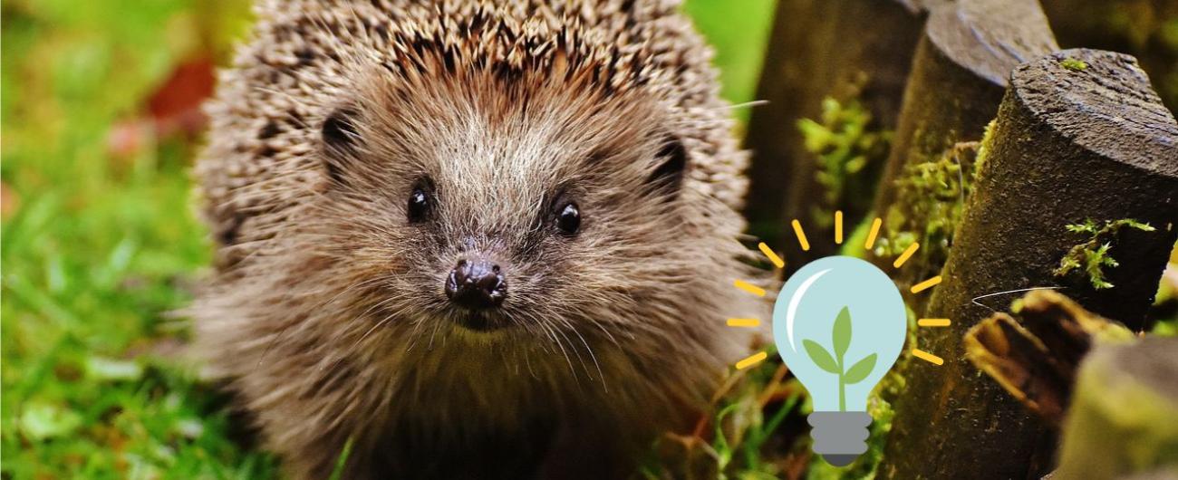 Igel in der Natur. Bild von Alexas_Fotos auf pixabay