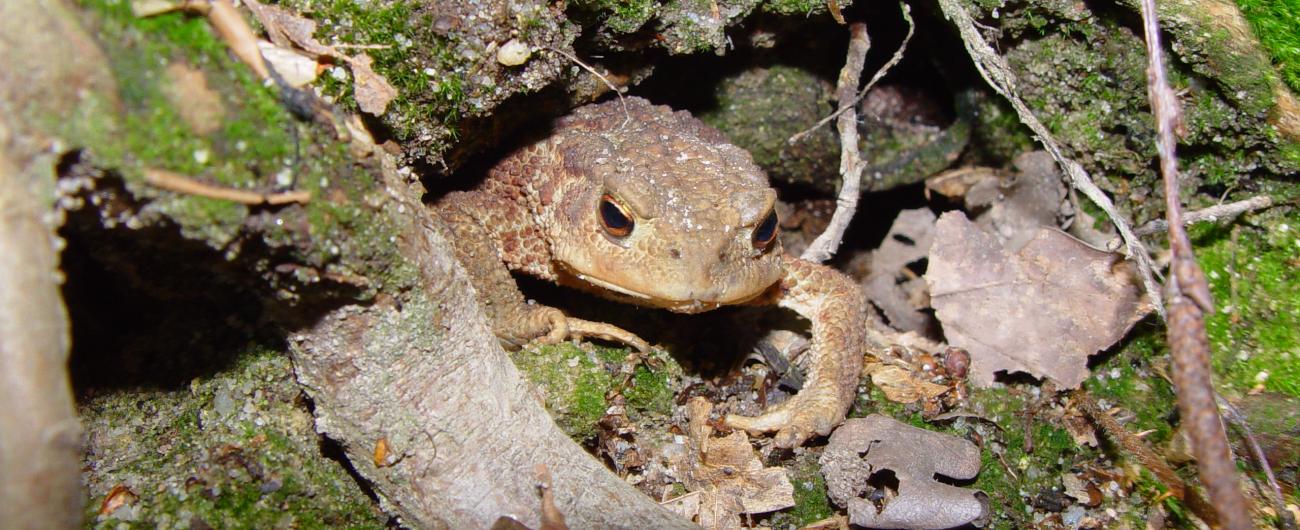 Foto von einer Erdkröte unter einer Baumwurzel. Die Erdkröte ist durch ihre braunen Farbtöne im Geäst gut getarnt.