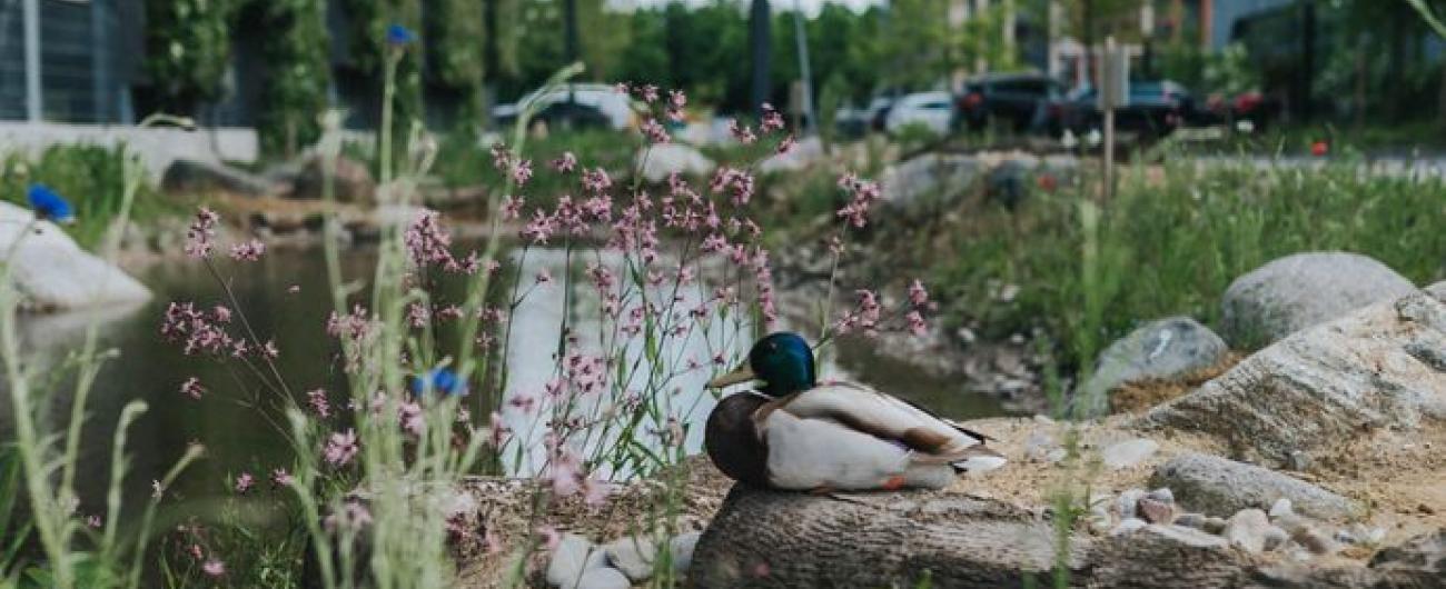 Foto von einer Stockente an einem Teich im TONI-Park