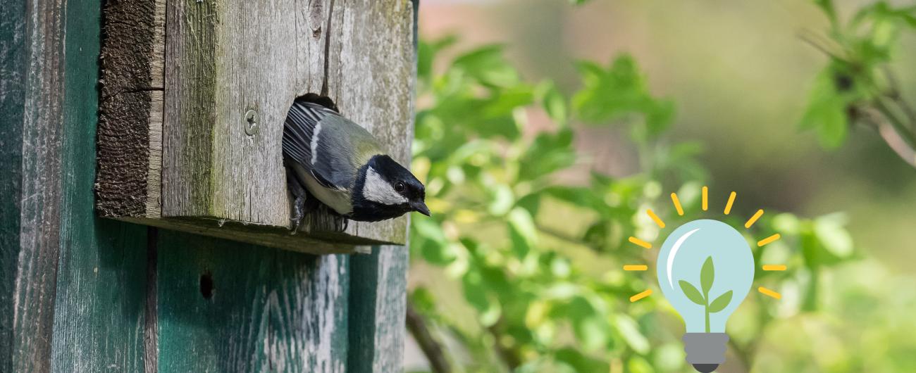 Das Bild zeigt eine Kohmeise, die aus dem Loch eines hölzernen Nistkastens schaut. Der Nistkasten in an einem Baum angebracht. Bild von Oliver Wittig, LBV.