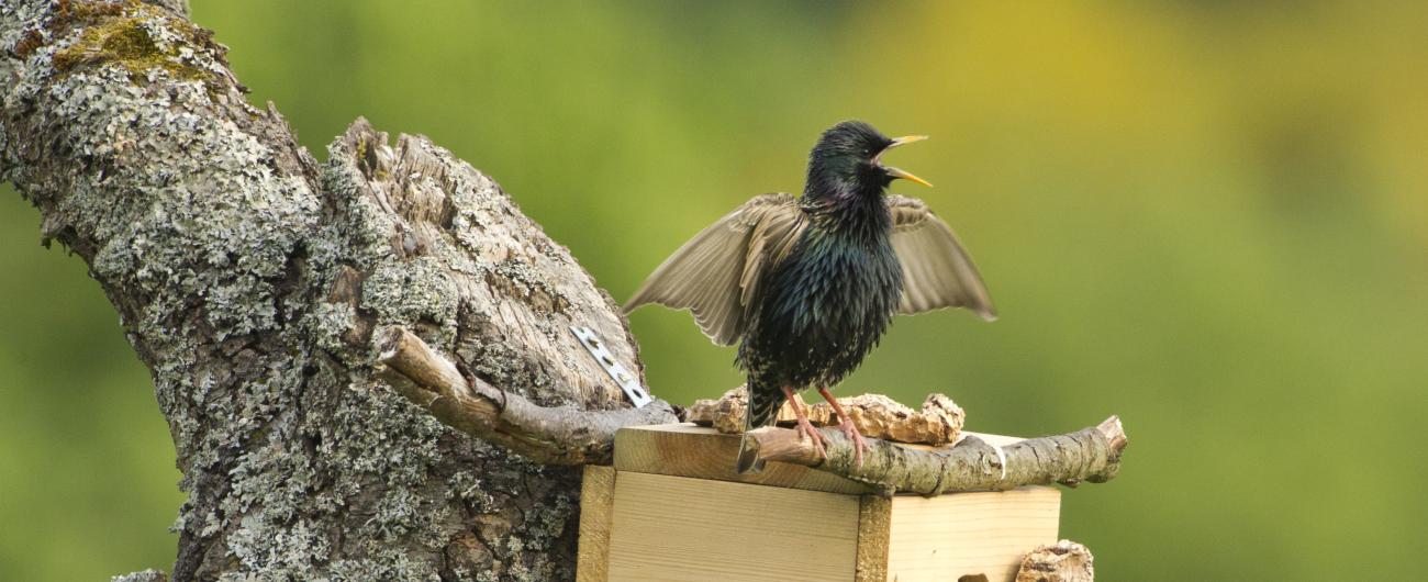 Das Bild zeigt einen jungen Star-Vogel, der auf dem Dach eines Nistkastens sitzt, seine Flügel ausbreitet und den Schnabel weit geöffnet hat. Bild von Rosl Roessner, LBV.