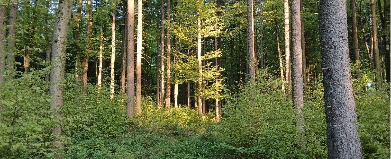 Buchennaturverjüngung unter Buchen-Fichtenbestand ©Max Greiter