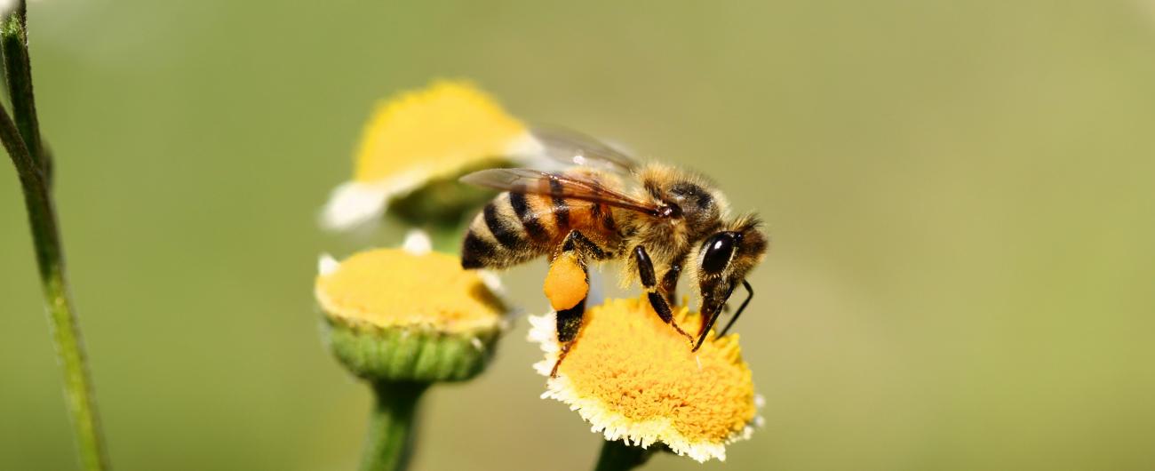Wildbienen
